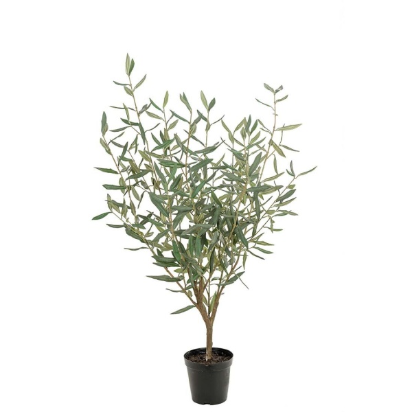 Oliventre - 100 cm