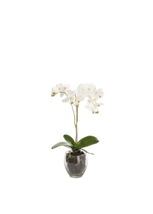 Orkide m/vase