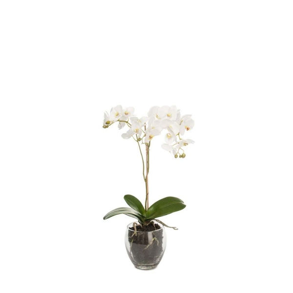 Orkide m/vase