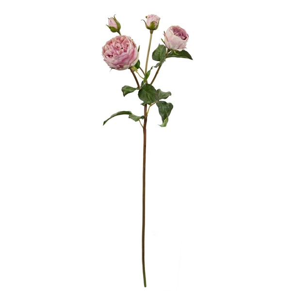 Engelsk Hagerose - 80 cm